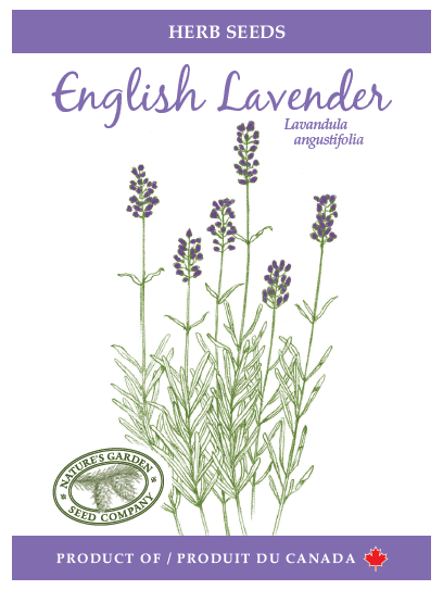 English Lavender Seeds – Nature's Garden Seed Company